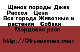 Щенок породы Джек Рассел › Цена ­ 45 000 - Все города Животные и растения » Собаки   . Мордовия респ.